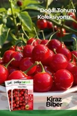 150 Adet Yerli Ata Kiraz Biber Tohumu (Tatlı) thumbnail 1
