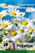 100 Adet Tıbbi Aromatik Papatya Tohumu thumbnail 1