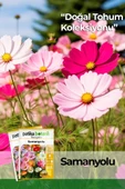 30 Adet Samanyolu (Cosmos L.) Çiçek Tohumu - 1