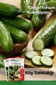 120 Adet Yerli Ata Karışık Köy Salatalığı Tohumu thumbnail 1