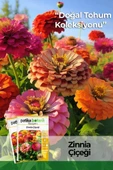 30 Adet Zinna Çiçek Tohumu - 1