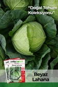 250 Adet Beyaz Lahana Tohumu (Yalova) thumbnail 1