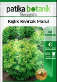 2000 Adet Kışlık Kıvırcık Marul Tohumu - 2