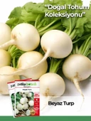 500 Adet Beyaz Turp Tohumu thumbnail 1