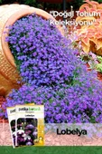 100 Adet Lobelya Çiçek Tohumu (Lobeliaerinus) thumbnail 1