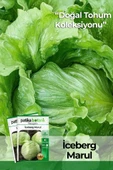 1000 Adet Göbek İceberg Marul Tohumu thumbnail 1