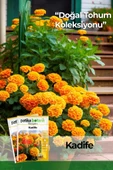 50 Adet Bodur Kadife Çiçek Tohumu (Tagetes L.) - 1