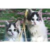 Periboia 5D Elmas Boyama Kedi Tablosu - 1