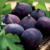 İncir Fidanı DÜRDANE Siyah Bursa Yediveren İnciri Fidanı, Torbada thumbnail 2