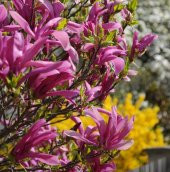 Tüplü Nadir Bulunan Mor Çiçekli Manolya (Magnolia) Fidanı - 2