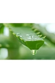 Pazariz Organik Aloe Vera Jel %99 270 Ml - 2