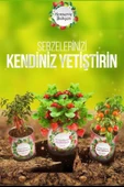 Woody Sofia Konserve Bahçem Evde Konservede İri Yapraklı Roka Yetiştirme Kiti - 3