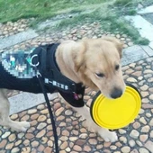 Woody Sofia Katlanabilir Kedi Köpek Mama ve Su Kabı Köpek Oyuncağı - 8