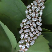 Zirkon Taşlı Tasarım Yüzük thumbnail 2