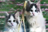 5D Elmas Boyama Sevimli Kediler İkili Kedi Resmi Tablosu 40x60 cm - 1