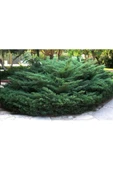 2 adet SAKSIDA YAYILICI ARDIÇ FİDANI BOY 40-50 CM - 1
