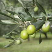 Her Bölgeye Uygun Sıkımlık ve Sofralık Tüplü Manisa Saurani Zeytini Fidanın thumbnail 1