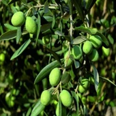 İri Meyveli Tüplü Yağlık ve Sofralık Edremit Sarıulak Zeytini Fidanı - 1