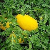 Sarı Gold Karpuz Dışı Sarı İçi Kırmızı Karpuz Tohumu 15 Adet Tohum thumbnail 4