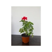 Ateş Kırmızı Sardunya Fidesi 10-20 cm thumbnail 2