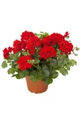 Sardunya Çiçeği Saksı'da Pelargonium Kırmızı Renk 10-20 cm thumbnail 4