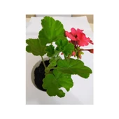 Mercan Kırmızı Sardunya Fidesi 10-20 cm - 1