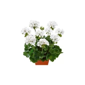 Karbeyaz Sardunya Çiçeği Fidesi 10-20 cm thumbnail 2