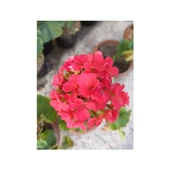 Mercan Kırmızı Sardunya Fidesi 10-20 cm - 3