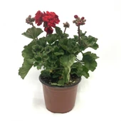 Sardunya Çiçeği Saksı'da Pelargonium Kırmızı Renk 10-20 cm thumbnail 1
