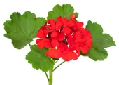 Sardunya Çiçeği Saksı'da Pelargonium Kırmızı Renk 10-20 cm thumbnail 3