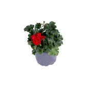 Sardunya Çiçeği Saksı'da Pelargonium Kırmızı Renk 10-20 cm thumbnail 2