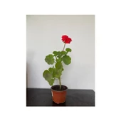 Bayrak Kırmızı Sardunya Fidesi 10-20 cm thumbnail 2