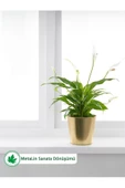 Altın Renkli Çiçek Ve Bitki Saksısı 22 Cm Çap - 1