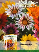 20 Adet Meramlı Kız (gazania Splendens) Çiçek Tohumu - 1