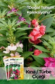 Kına (ımpatiens Balsamina) Çiçek Tohumu 30 Adet - 1