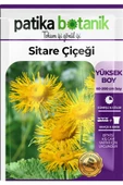30 Adet Sitare Çiçeği Tohumu - 2