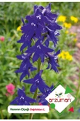 Hazeran (delphinium L.) Çiçek Tohumu 30 Adet - 1