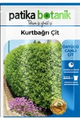 10 Adet Kurtbağrı Çit Ağaç Tohumu - 2