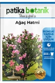 20 Adet Ağaç Hatmi Tohumu - 2