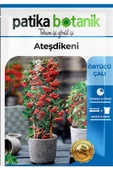 15 Adet Ateşdikeni Ağaç Tohumu - 2