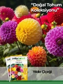 30 Adet Yıldız (dahlia) Çiçek Tohumu - 1