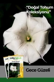 15 Adet Gece Güzeli (Datura L.) Çiçek Tohumu - 1