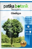 5 Adet Gladiçya Ağaç Tohumu - 2