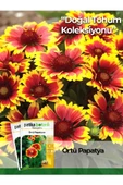 50 Adet Örtü Papatyası Tohumu thumbnail 1