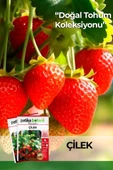 75 Adet Yerli Ata Sarmaşık Çilek Tohumu - 1