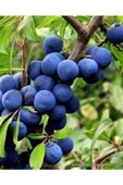30 Adet Dağ (Güvem-Domuz) Eriği Tohumu - 7