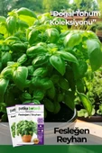 80 Adet Yerli Ata Yeşil Fesleğen - Yeşil Reyhan (Ocimum Basilicum) Tohumu - 1