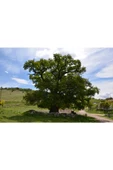 20 Adet Saplı Meşe (Quercus Robur) Ağaç Tohumu - 1