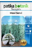 20 Adet Mavi Servi Ağaç Tohumu - 2