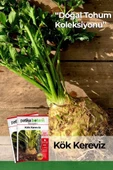 8.000 Adet Yerli Ata Kök Kereviz Tohumu thumbnail 1